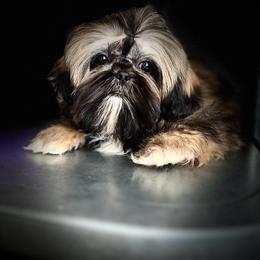 Freedom - Shih Tzu