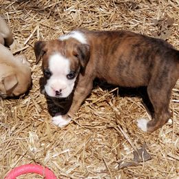 Boxer and Shih Tzu Puppies from Super City Kennels