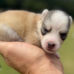 Magneto - Silver and white male Pomsky puppy in Gunter, Texas from The Painted Pomsky
