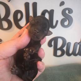 Boy 3 - Black and gold male Yorkshire Terrier puppy in Clermont, Florida from Bella's Prissy Butts