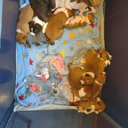 Basenji Puppies from Royal Basenji