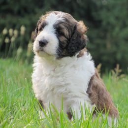 Bernedoodle and Bernese Mountain Dog Puppies from KEE Bernedoodles