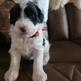 Girl 3 - Black and white female Portuguese Water Dog puppy in Indianola, Utah from Mlee puppies