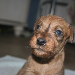 Irish Terrier Puppies from Geordan Irish Terriers