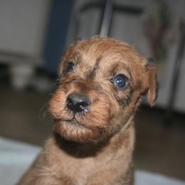 Irish Terrier Puppies from Geordan Irish Terriers