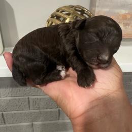 Goldendoodle puppies from Chitownpupz