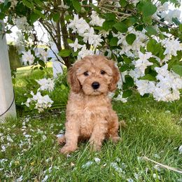 Australian Labradoodle and Goldendoodle Puppies from Annie's Doodles
