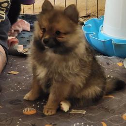 Munchi - Cream sable female Pomeranian puppy in Tyner, Kentucky from Tanner's Majestix Kennels