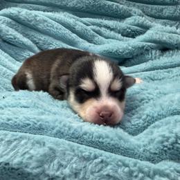 Jinu - Black and white male Pomsky puppy in Aberdeen, Idaho from Willow Creek Cresteds