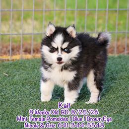 Kait - Black and white female Pomsky puppy in Humeston, Iowa from M.A.R. Dogs