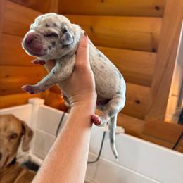 Charlie - Merle male Great Dane puppy in Corsica, Pennsylvania from Ferguson Family Danes LLC