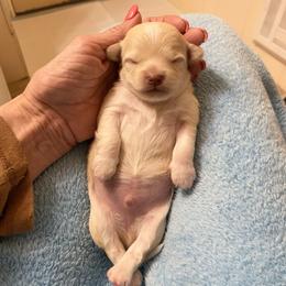 Finn - Cream male Chihuahua puppy in Red Bluff, California from Lane’s Little Long Coats