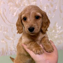 Crème - Cream female Dachshund puppy in Jonesboro, Illinois from Twin Hills Dachshunds