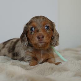 Ocean - Dapple female Dachshund puppy in Lehi, Utah from Cherry Creek Dachshunds