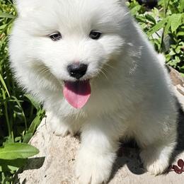 Samoyed Puppies from Rocky Mountain Samoyeds