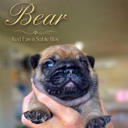 Bear - Fawn male French Bulldog puppy in Terrebonne, Oregon from Scherners Frenchie Frenz