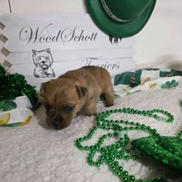 Mr Red - Red male Cairn Terrier puppy in Savannah, Missouri from WoodSchott Cairn Terriers