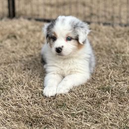 Zinfandel - Blue merle Australian Shepherd puppy in Washington from White House Australian Shepherds