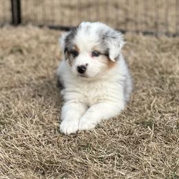 Zinfandel - Blue merle Australian Shepherd puppy in Washington from White House Australian Shepherds