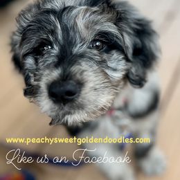 Goldendoodle Puppies from Peachy Sweet Goldendoodles