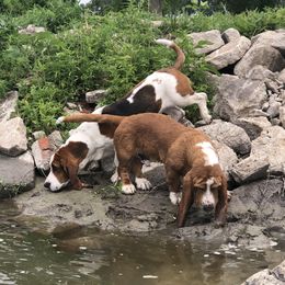 Basset Hounds from WoodKrick Bassets