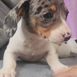Lavender - Piebald female Dachshund puppy in Ridge, New York from Tracy's Puppy Club