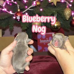Blueberry Nog - Blue female French Bulldog puppy in New Castle, Delaware from Sasha’s Elite Kennel LLC