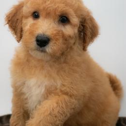 True Love's Kiss (light Pink) - Apricot female Goldendoodle puppy in Lafayette, Alabama from Sweethaven Kennels