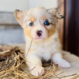 Honey-Purple collar - Blue merle and white female American Corgi puppy in Benjamin, Utah from Nuna’s  Corgis