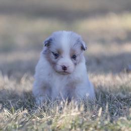 Gravy - Blue merle male Miniature American Shepherd puppy in Stephenville, Texas from Diamond H Aussies