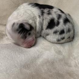 Pup 5 - Blue merle male Australian Shepherd puppy in Tehachapi, California from Country Oaks Farm