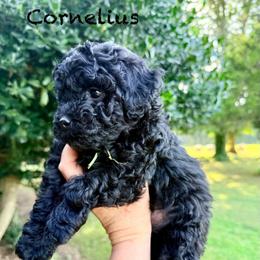 Cornelius - Black male Poodle puppy in Dardanelle, Arkansas from Country Acre Poodles
