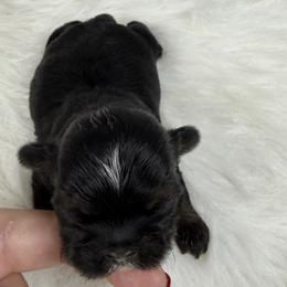 King Magnus - Black and tan male Shih Tzu puppy in Columbia, Kentucky from Lisa Bandy Shih Tzu