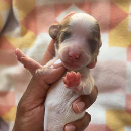 Derpy - Dapple male Dachshund puppy in Orem, Utah from Miekca’s Dachshunds
