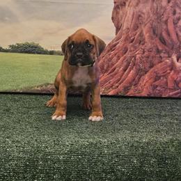 Boxer Puppies from Puppy Patch