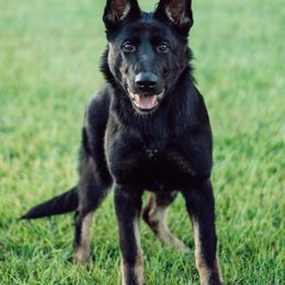German Shepherd All Grown Up from IchBin Gesegnet
