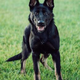 German Shepherd All Grown Up from IchBin Gesegnet