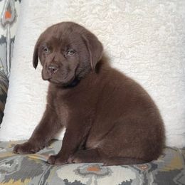 Labrador Retrievers from SKI Labradors