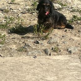 Hazel - Dachshund