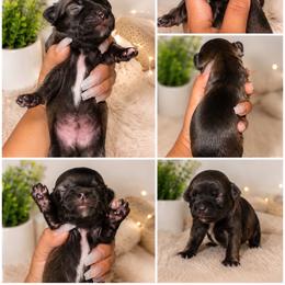 Bottle - Black sabled fawn male Chihuahua puppy in Parkland, Washington from Best pets