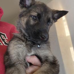 German Shepherd and Pembroke Welsh Corgi Puppies from Tiny Titans K9