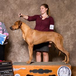 Jese - Rhodesian Ridgeback