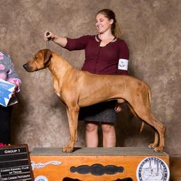 Jese - Rhodesian Ridgeback