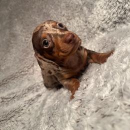 River - Dapple male Dachshund puppy in Petersburg, Virginia from Doting on Dachshunds