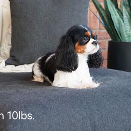 Sharon - Cavalier King Charles Spaniel