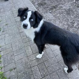 Tux - Australian Shepherd