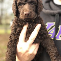 Poodle Puppies from Oakridge Standard Poodle