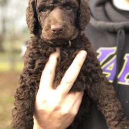 Poodle Puppies from Oakridge Standard Poodle