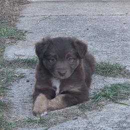 Rolo - Red tri male Miniature Australian Shepherd puppy in Haslet, Texas from Silver Lining Aussies