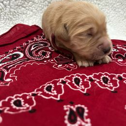 Ella - Golden female Golden Retriever puppy in Pueblo, Colorado from GR8 Goldens